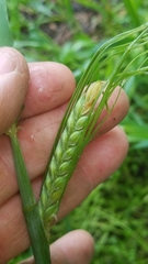 Triticum aestivum