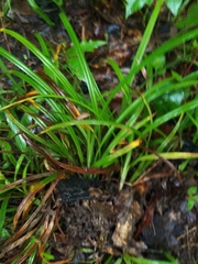Carex abscondita