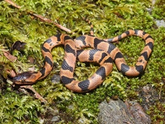 Cryophis hallbergi