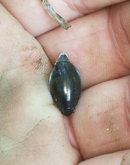 Dineutus ciliatus
