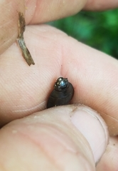 Dineutus ciliatus
