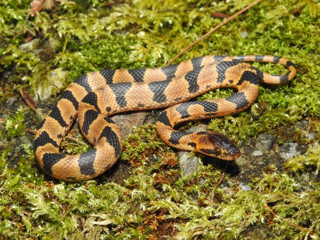 Hallberg's Cloud Forest Snake