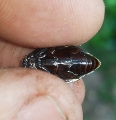 Dineutus ciliatus