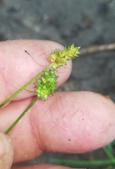 Carex leavenworthii