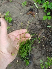 Carex leavenworthii