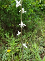 Delphinium carolinianum