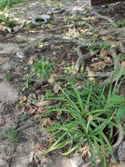 Ananas comosus microstachys