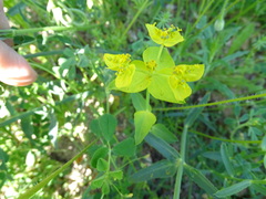 Euphorbia serrata