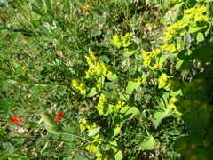 Euphorbia serrata