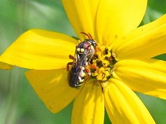 Nomada texana