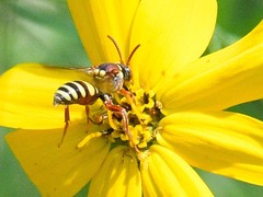 Nomada texana