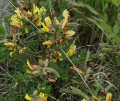 Chamaecytisus hirsutus