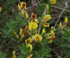 Chamaecytisus hirsutus