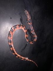 Geophis duellmani