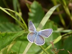 Plebejus samuelis
