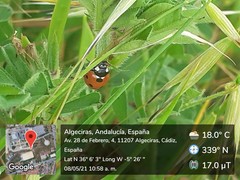 Coccinella septempunctata