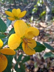 Senna rugosa