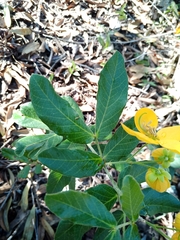 Senna rugosa