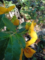 Senna rugosa
