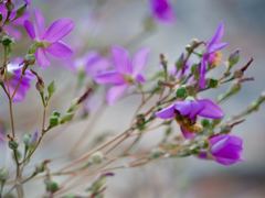 Phemeranthus calycinus