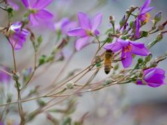 Phemeranthus calycinus