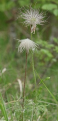 Pulsatilla montana