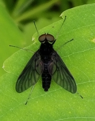 Chrysopilus connexus