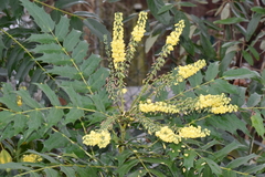 Berberis