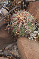 Thelocactus bicolor bicolor