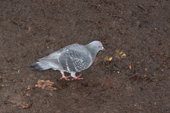Columba livia domestica