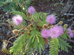 Mimosa claussenii