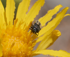 Acmaeodera quadrivittatoides