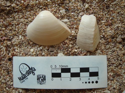 Mulinia pallida