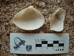 Mulinia pallida