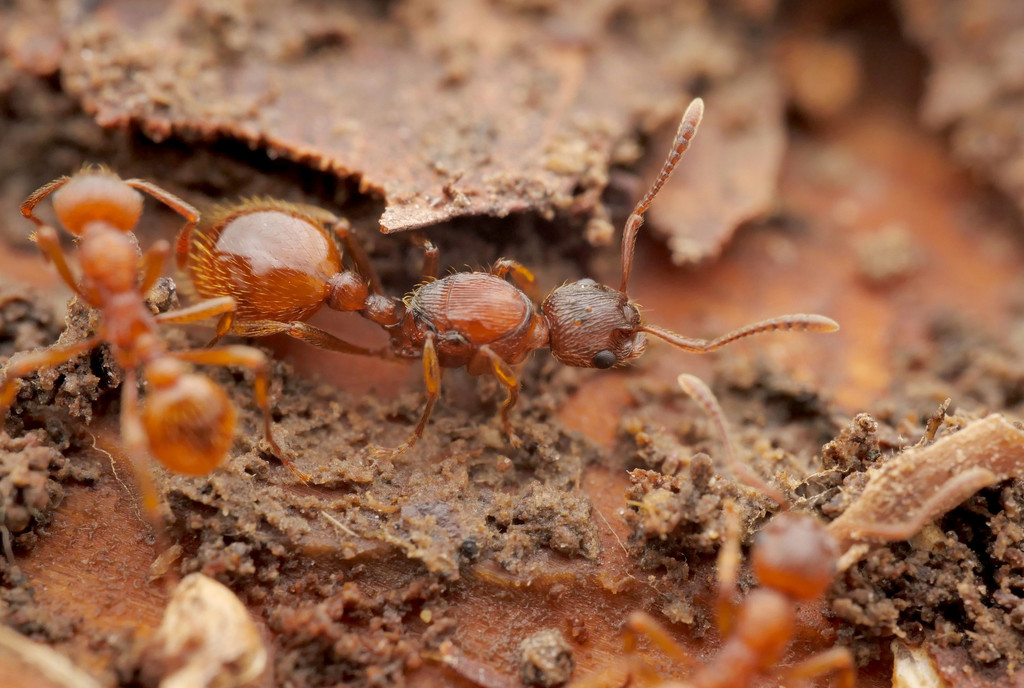 European fire ant