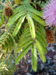 Mimosa claussenii