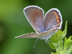 Plebejus samuelis