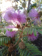 Mimosa claussenii