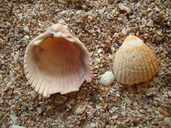 Trachycardium belcheri