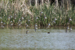 Calidris fuscicollis