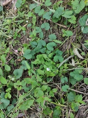 Asystasia gangetica