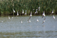 Calidris fuscicollis