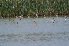 Calidris fuscicollis