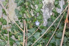 Hedera helix