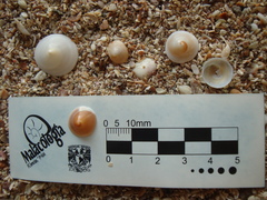 Calyptraea mamillaris