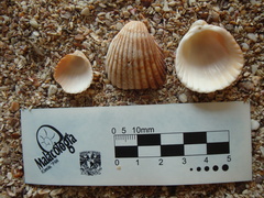 Trachycardium procerum