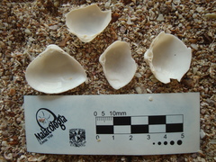 Mulinia pallida