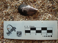 Image of Choromytilus palliopunctatus