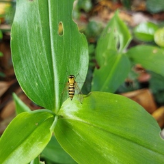Chrysopilus ditissimis