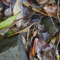 Geothelphusa dehaani